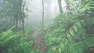 The sound of rain in the forest for sleep - white noise relax from nature Sounds of rain and thunder