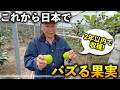 【台湾から日本へ！】これから日本中でバズる果樹はこれだ！！！！【美味いです！】
