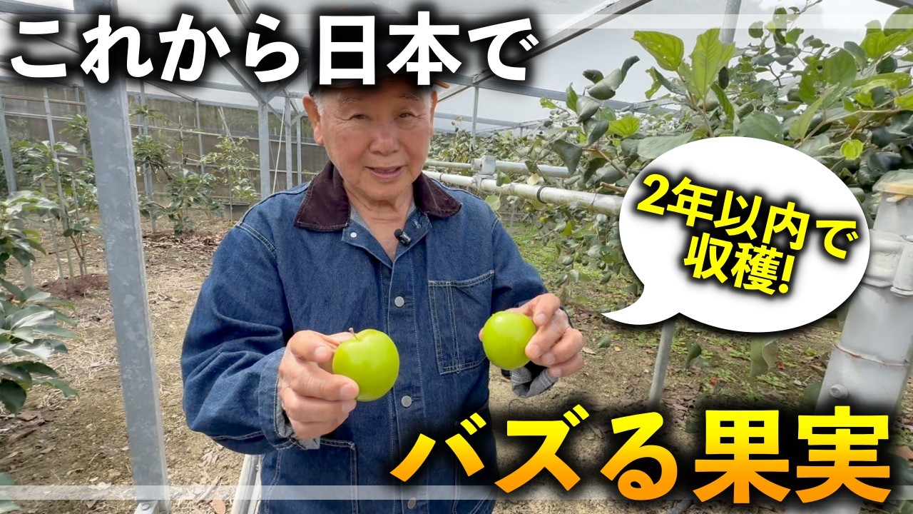 【台湾から日本へ！】これから日本中でバズる果樹はこれだ！！！！【美味いです！】