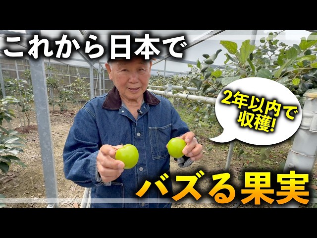 冬でも果樹はクローンで簡単に増やせた。レンブの取り木 - YouTube