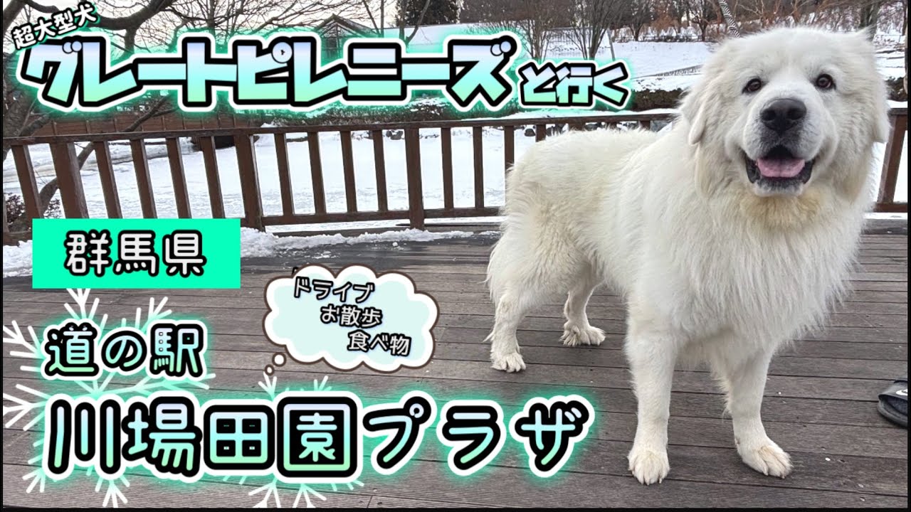 【グレートピレニーズ】2025年1月♪(群馬県)道の駅川場田園プラザへドライブ&おさんぽ🐻‍❄️♪