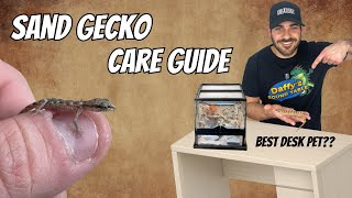 Algerian Sand Gecko Care Guide (Micro Geckos!!)