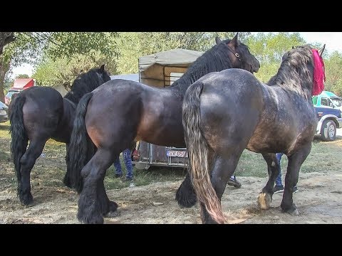 Targul Cu Cai De Vanzare 2019 Com Satu Mare Jud Suceava Partea 3 Youtube