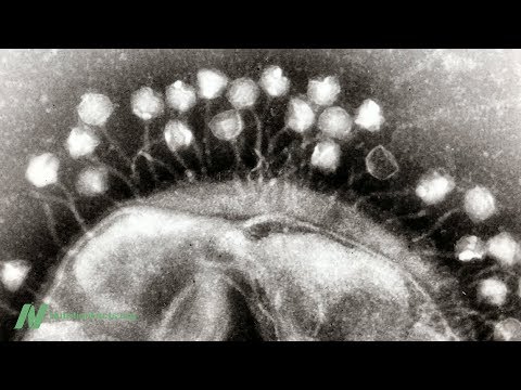 Vídeo: El sabó de carícies provoca infeccions per llevats?