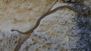 Algerian Whipsnake. Malta.