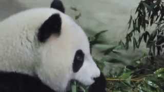 20150514 Yuan Zai - 4