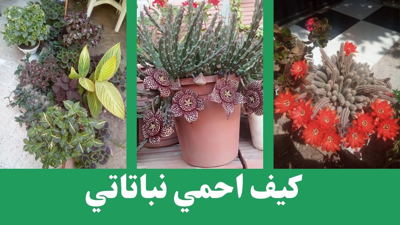 Защита растений #сохранение растений #от жары