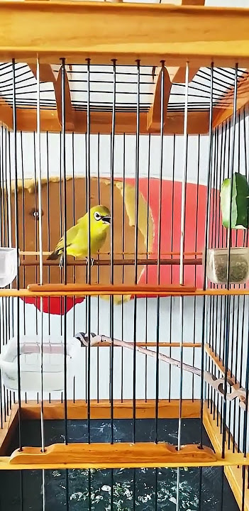 Pleci dakun pacitan nembak materi