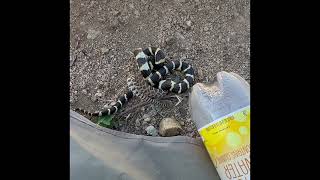 California King Snake Versus Pacific Diamondback Rattlesnake