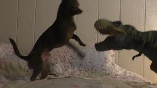Dino Vs Dog