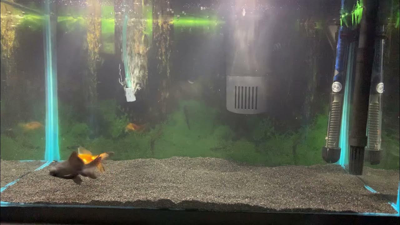 10 gallon goldfish tank 04/2021 YouTube