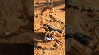 Inteligencia artificial Extrema | EL ESCORPIÓN DE ARIZONA PELUDO 🦂#terror #viral #shorts