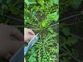 Satisfying vegetables Harvest from garden #satisfyingasmr #harvesting