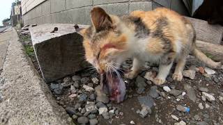 【猫島】苦戦しながら魚の頭を食べる子猫