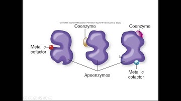 Micro Ch 07 Enzymes and Metabolic Pathways