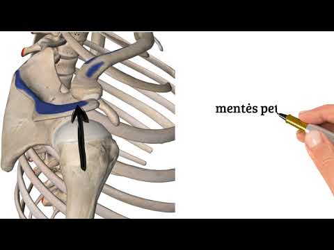 Trapezius - Trapecinis r.