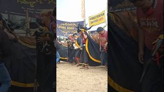 Download Lagu LEMBU SINGO JOYO | #lembusingojoyo #bantengan #dj #mberot #music #javaneseculture #event #malang MP3