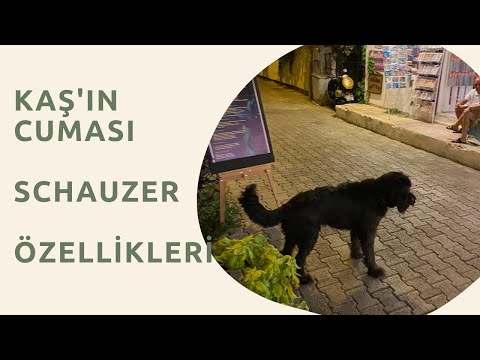 Video: Bir Köpek Çekme Arabası Nasıl Yapılır