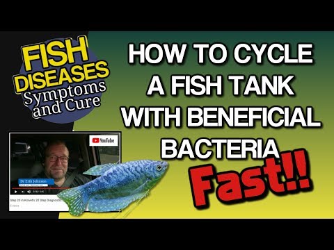 How to Cycle a New Aquarium / Tank with Beneficial Bacteria?