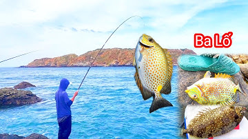 Câu Cá Biển Tự Nhiên, Câu Cá Biển, Câu Ghềnh : Trúng Cá Dìa, Cá Giò Dép Tại "Ba Lố "