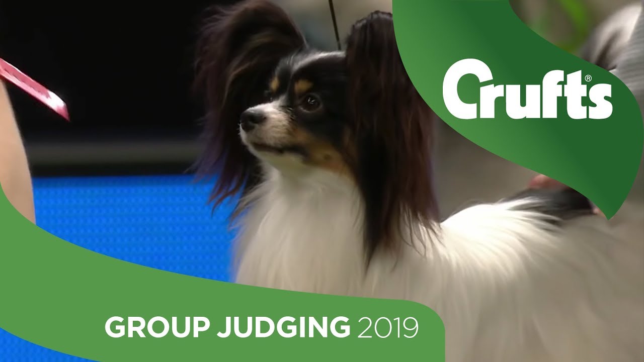 crufts shih tzu 2019