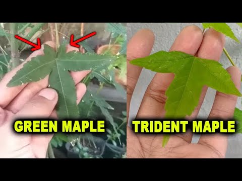 Video: Yavor (32 Foto): Deskripsi Maple Putih, Pohon Atropurpureum Dan Maple Bidang Palsu Brilliantissimum, Varietas Lainnya. Apa Itu?