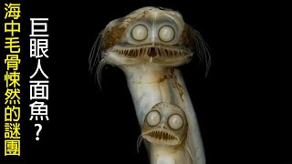 [網路生物鑑定] 為黑暗而生的人面魚 | 深海巨型蝌蚪 | 腦袋消失的魚