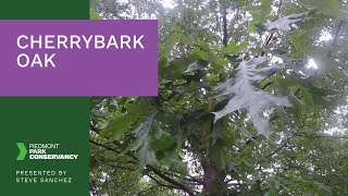 Cherrybark Oak - Tree Tour Series