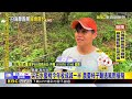 最新》間歇雨打落未成熟柿子 農民趁雨暫停空檔巡視果園@newsebc