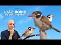 JOÃO-BOBO! CONHEÇA ESSA AVE COM NOME BEM CURIOSO QUE PODE SER VISTA EM MUITAS REGIÕES DO BRASIL!