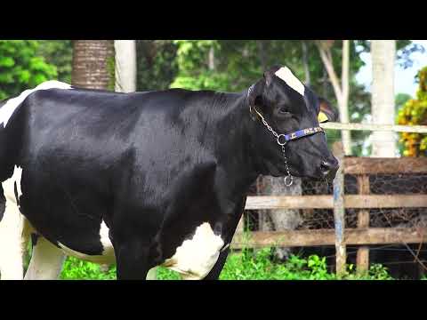 LOTE 224   CÁSSIA FIV STEVE SANTA LUZIA – 4591CK