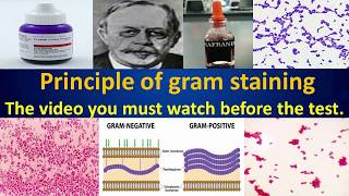 Principle of Gram staining,Clear overview (must watch before the test).