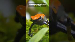 3 Animals With Actual Superpowers #animalfacts #nature #animals #wildlife #superpower  #naturefacts