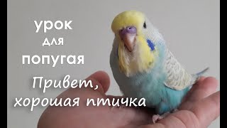 видео для попугая 30