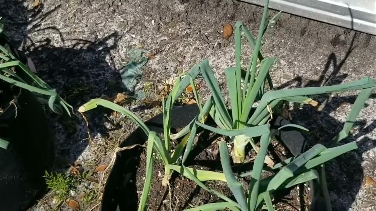 Growing onions in grow bags! YouTube