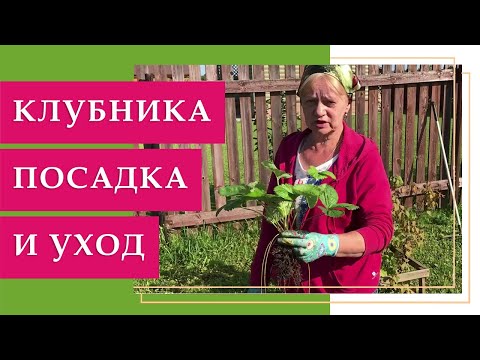 Клубника уход и посадка осенью правильно. Без секретов.