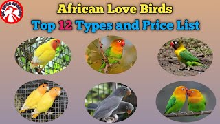 Top 12 African Love Birds types and Price list in India, African Love Birds,