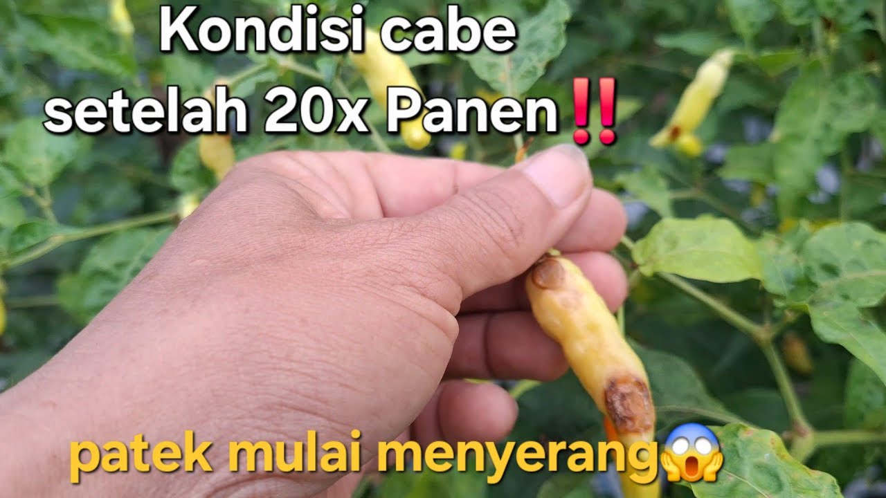 Kondisi Cabe Setelah 20X Panen‼️