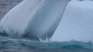 Gentoo Penguins in Antarctica by Jean Iron