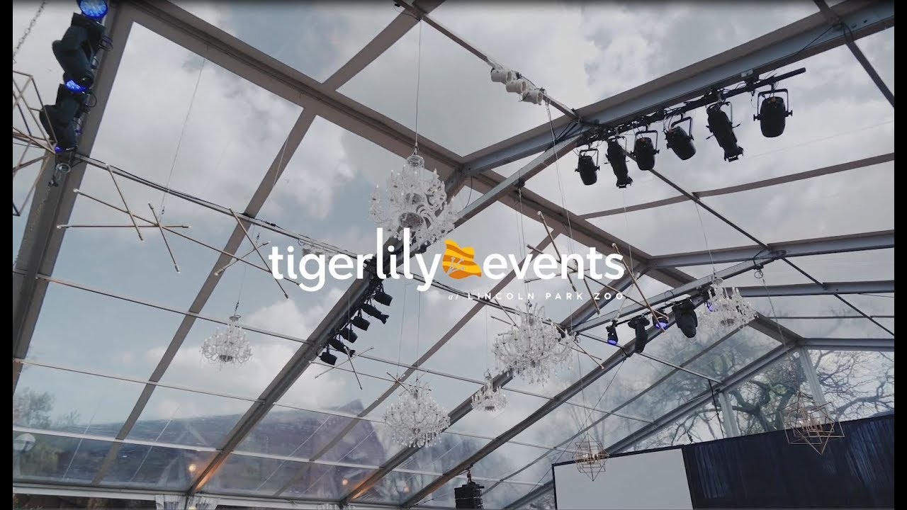 Introducing Tigerlily Events at Lincoln Park Zoo.