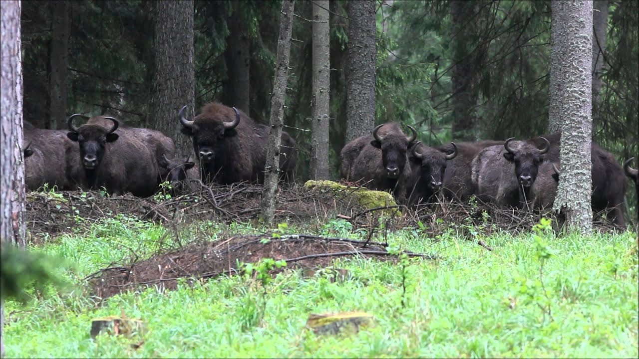 amazing pool villas by korea style Bison in Belarus what english all