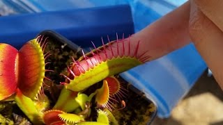 Large Venus Flytrap grabs hold of finger