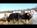 Содержание и откорм бычков-кастратов в нашем КФХ