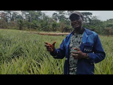 Vidéo: Où et comment poussent les ananas dans la nature : pays, photos