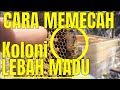 CARA MEMECAH Koloni lebah madu membuat ratu lebah  How to split apis cerana bee coloni