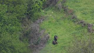 Avistamiento de Osos en Somiedo, Asturias