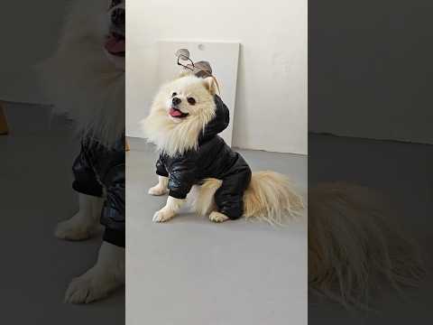 Зимовий комбінезон для собак «Гламур», S чорний, зимовий одяг для собак дрібних, середніх порід, видео 1