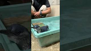 初プールにドキドキ……!?🐧コガタペンギンの赤ちゃん、プール練習をはじめました! #アドベンチャーワールド