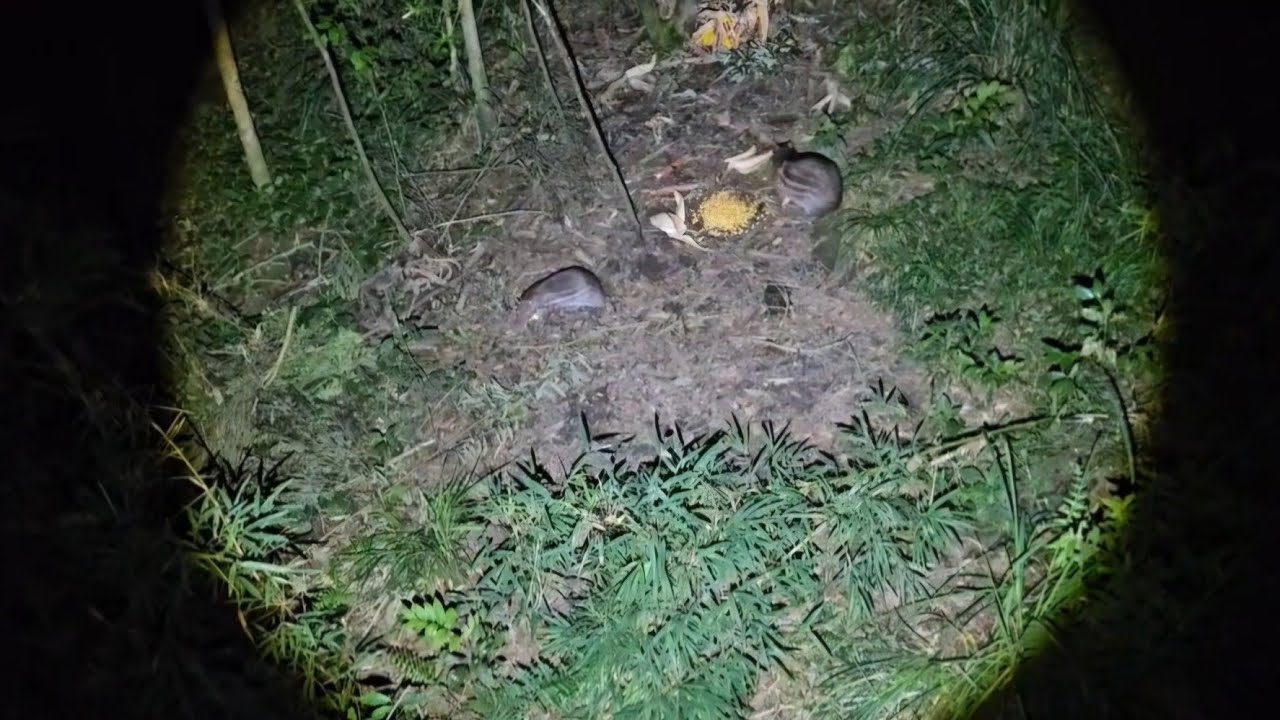 Foram duas noites na espera ,conheça a luz que não espanta as pacas #selva #natureza #animals .