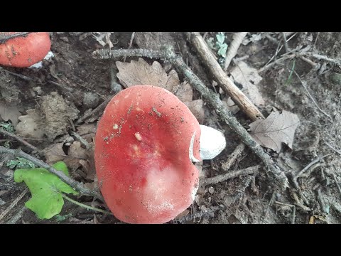 Сыроежка розовая Russula rosea Часть 2 Лечебные свойства